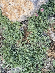 Trifolium andersonii