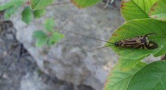 Macrostemum zebratum