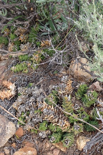 Astroloba corrugata