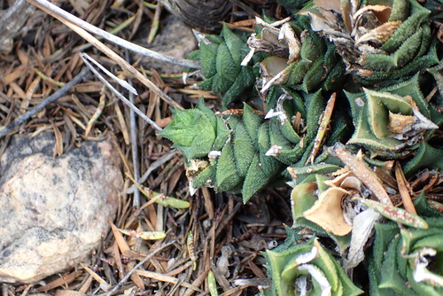 Astroloba corrugata