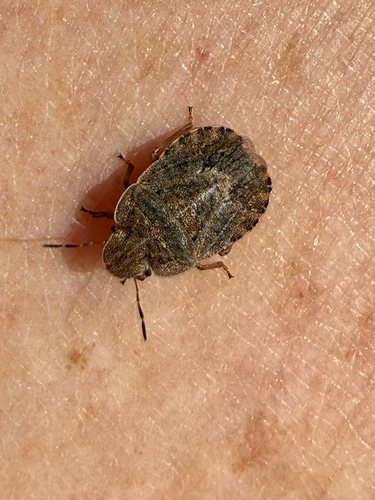 Sciocoris homalonotus