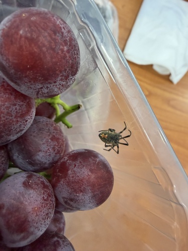 Brown Widow