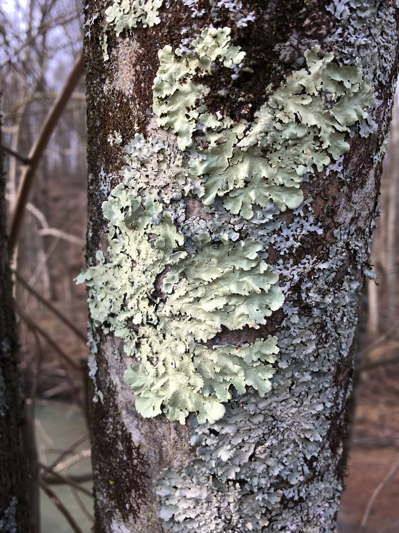 Flavoparmelia image