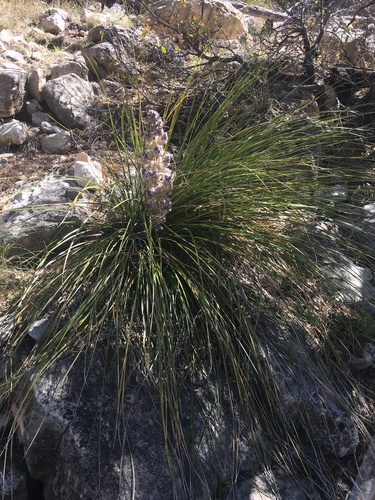 Nolina micrantha
