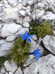 Gentiana terglouensis, photograph author not stated, no rights reserved