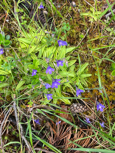 Common Butterwort