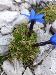 Gentiana terglouensis, photograph author not stated, no rights reserved