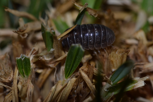 Common Pill Woodlouse