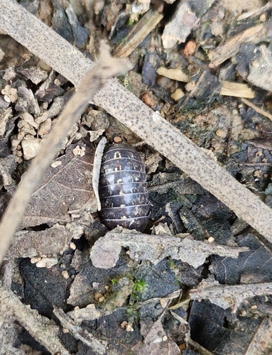 Common Pill Woodlouse