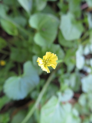 Image of Lapsanastrum humile by (c) Junichi　Mandai, some rights reserved (CC BY)