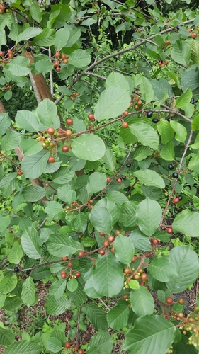 alder buckthorn