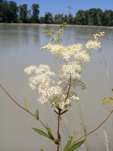 Meadowsweet