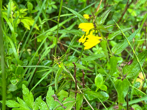 Common Cow-wheat