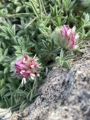 Trifolium andersonii