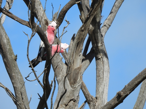 Galah