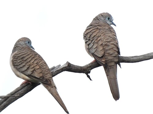 Peaceful Dove