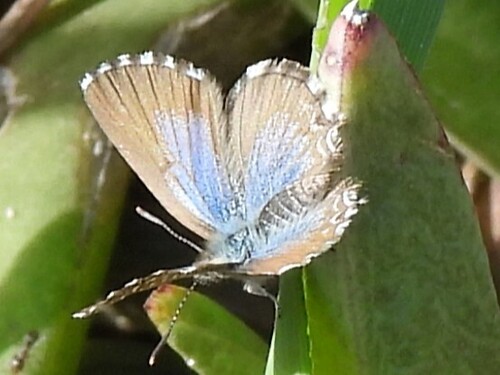Saltbush Blue