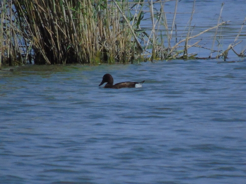 Ferruginous Duck