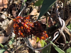 Oncopeltus guttaloides