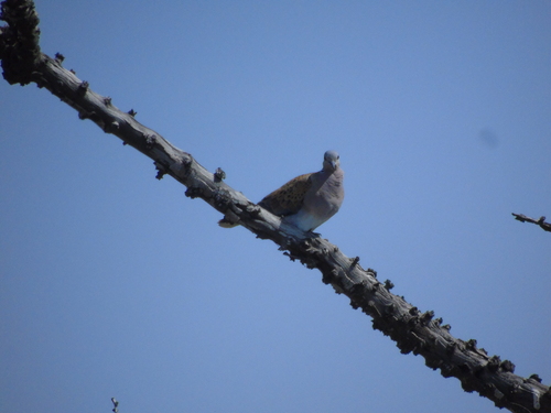 European Turtle-Dove