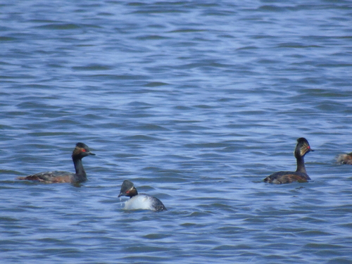 Eared Grebe