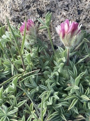 Trifolium andersonii