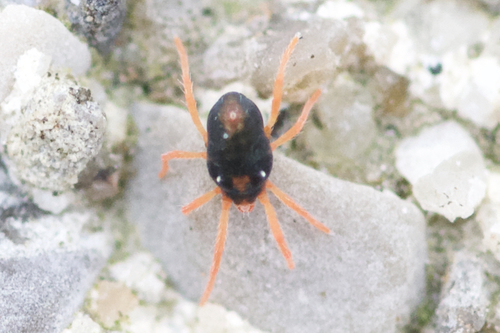 Penthaleus