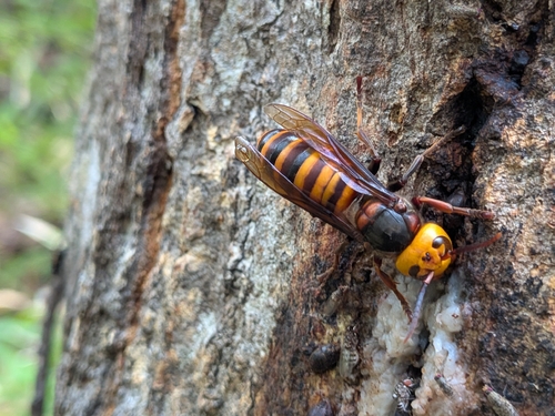 Asian Giant Hornet