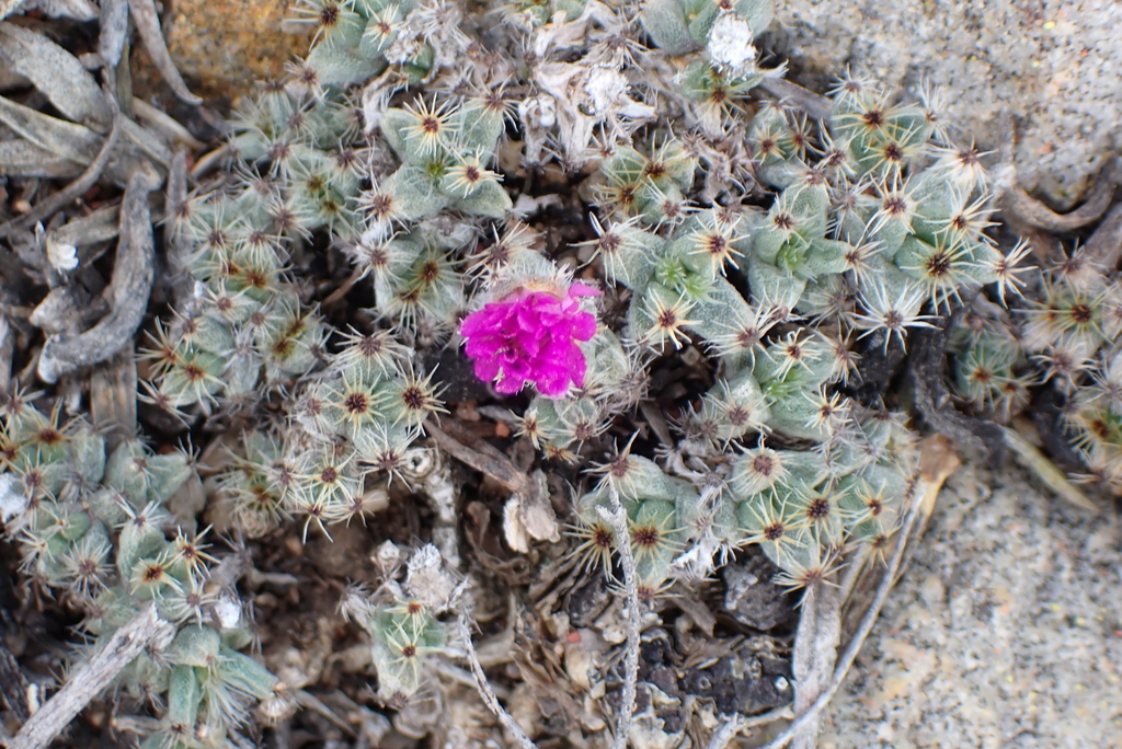 Trichodiadema marlothii; photograph (c) Karen Eichholz, some rights reserved (CC BY)