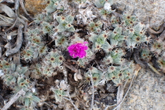 Trichodiadema marlothii