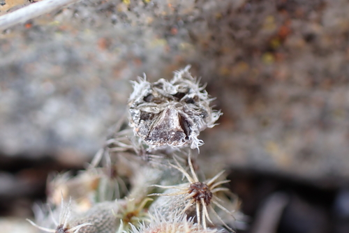 Trichodiadema marlothii, photograph 3
