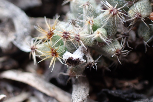 Trichodiadema marlothii, photograph 4