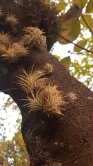 Tillandsia ionantha