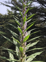 Echium pininana