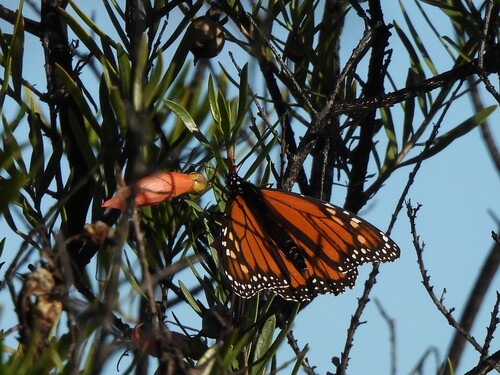Monarch