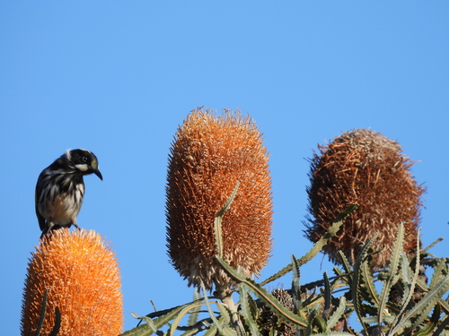New Holland Honeyeater