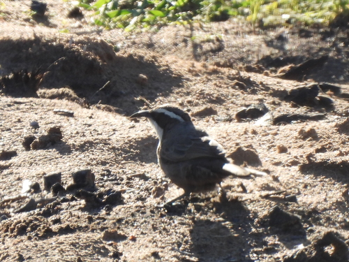 White-browed Babbler