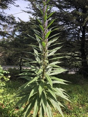 Echium pininana