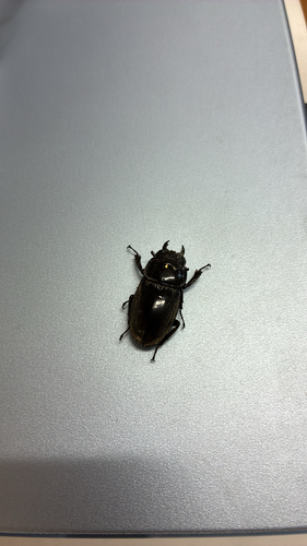 Serrognathus titanus okinawanus