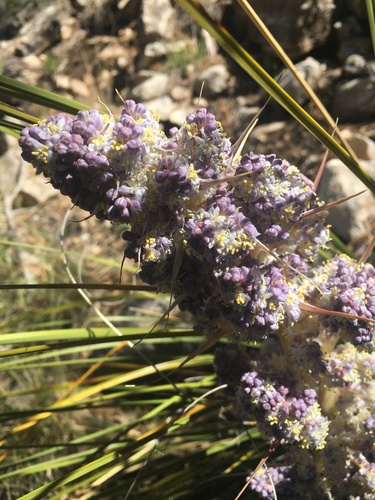 Nolina micrantha
