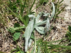 (c) Clément Maouche, some rights reserved (CC BY) Plantago monosperma, photograph (c) Clément Maouche, some rights reserved (CC BY)