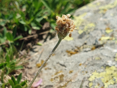 Plantago monosperma, photograph 6