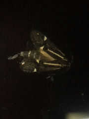 Esperia sulphurella
