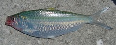 Opisthonema oglinum