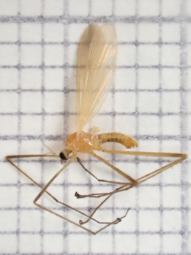 Molophilus medius