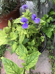 Achetaria azurea