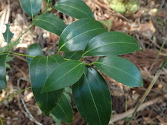 Cinnamomum yabunikkei
