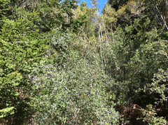 Ceanothus oliganthus sorediatus