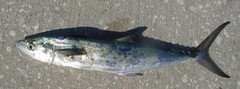 Scomberomorus maculatus