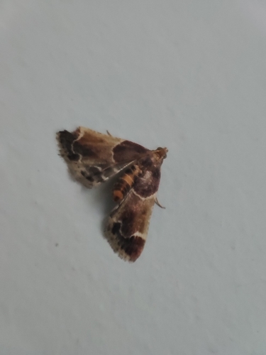 Meal moth
